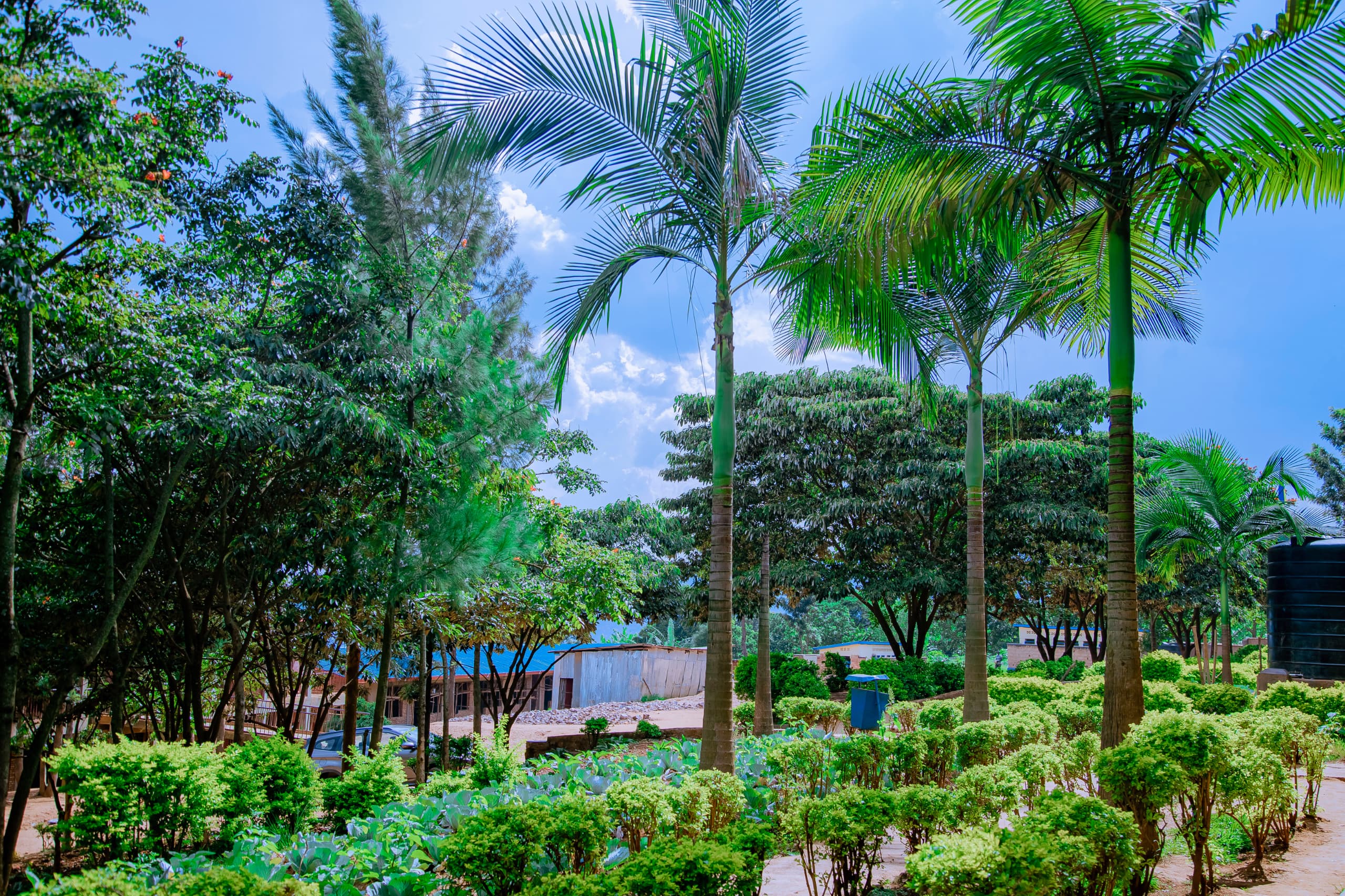 REAO planted Agroforestry trees and climate smart agriculture practices in Groupe scolaire JABANA